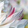 Cactus Flower