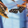 Butterfly Blue