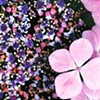 LOVELY LACECAP
