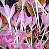 Autumn Crocus