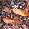 Autumn Gutter