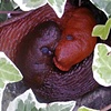 Slug Love II