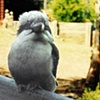 Kookaburra