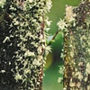 Mossy Post