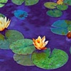 Waterlillies