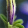 PETUNIA BUD