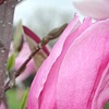 Magnolia Bud