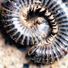 CENTIPEDE