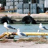 Urban Gulls