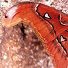 Moth