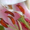 Tiger Lily
