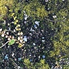 Moss