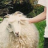 Graeme Downes and his Goat
