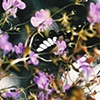 HIDDEN