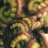 FERN FROND