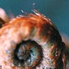 Koru