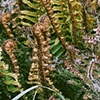 New Zealand Ferns