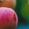 Apricot