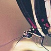 Butterfly Black