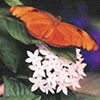 Butterfly Orange