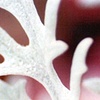 WINTER LEAVES