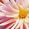 Blossom