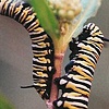 Caterpillars
