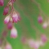 BUDS II