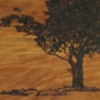 tree close up 