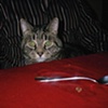 Cat and Spoon