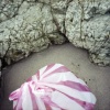 Plastic Bag