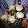 Yellow Roses