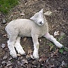 Lamb
