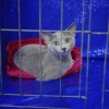 Russian Blue