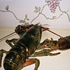 Lobster