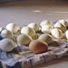 Eggs