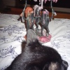 Black Cat