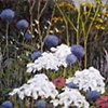 Periwinkle & White