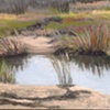 Nelson Park Marsh