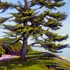 Bumpus Park Pine