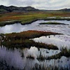 Indigo Marsh