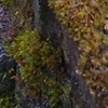 Faerie Moss, View One