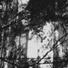 Cedar in Shadows. 10.29.08