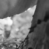 Mushroom (3)