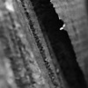 Log Detail, Foster Island