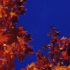 Red (1)