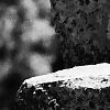 Basalt Column, Umtanum Creek