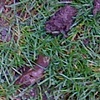 Molehill, Volunteer Park