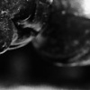 Finial