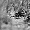 The Frog at Forest Lake, Mt Rainier--Sunrise, Aug 08